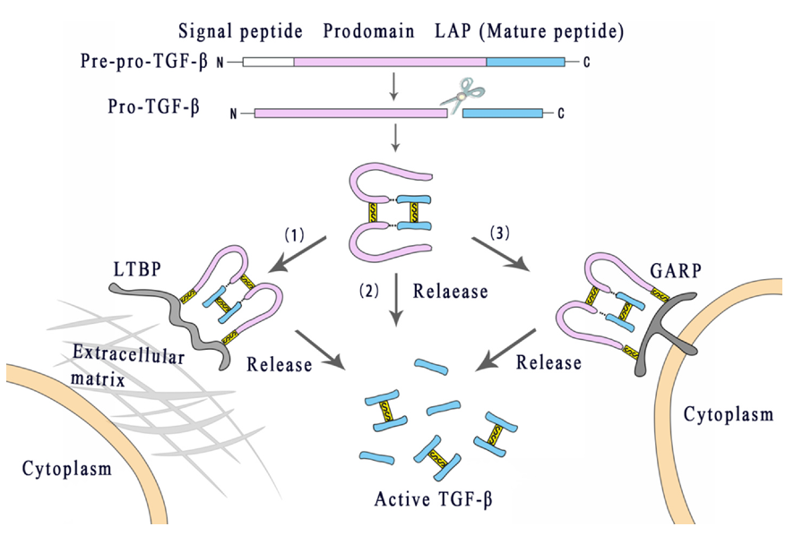 活性TGF-βs的合成與釋放過(guò)程